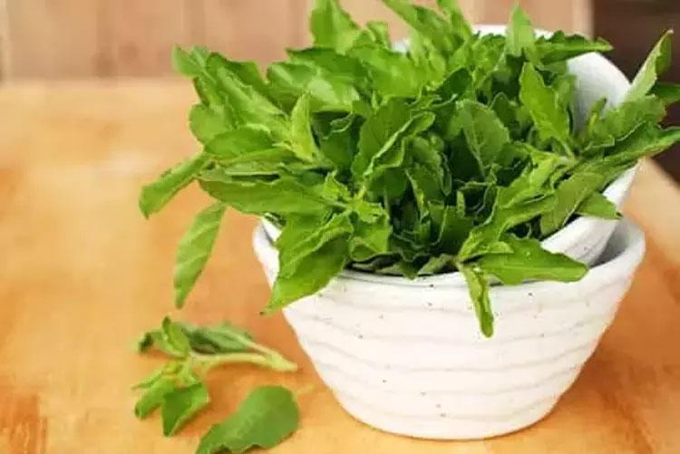 En güçlü mikrop öldürücüymüş Doğada kendiliğinden yetişiyor: Sirkeli suda bekletip tüketmek gerekiyor, içinde yok yok