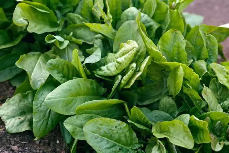 En güçlü mikrop öldürücüymüş Doğada kendiliğinden yetişiyor: Sirkeli suda bekletip tüketmek gerekiyor, içinde yok yok