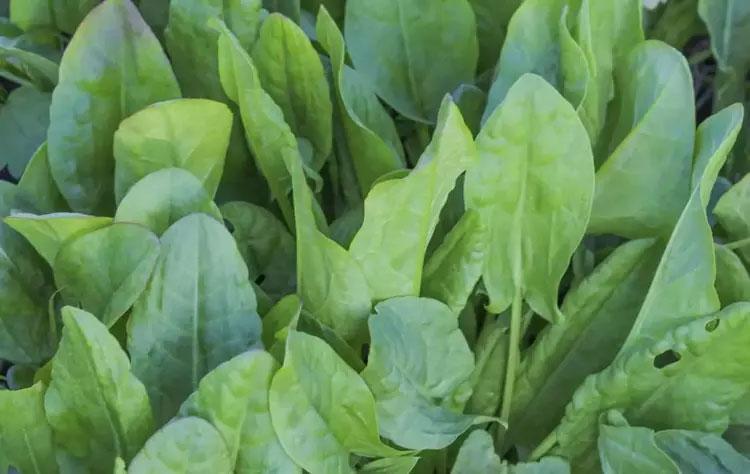 En güçlü mikrop öldürücüymüş Doğada kendiliğinden yetişiyor: Sirkeli suda bekletip tüketmek gerekiyor, içinde yok yok