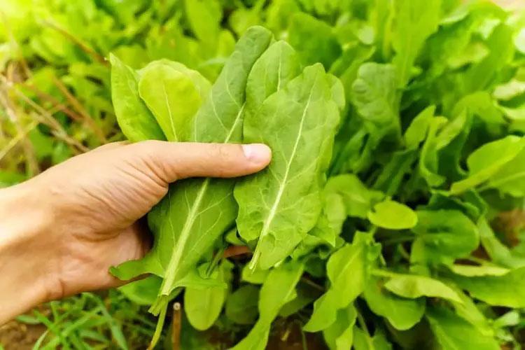 En güçlü mikrop öldürücüymüş Doğada kendiliğinden yetişiyor: Sirkeli suda bekletip tüketmek gerekiyor, içinde yok yok