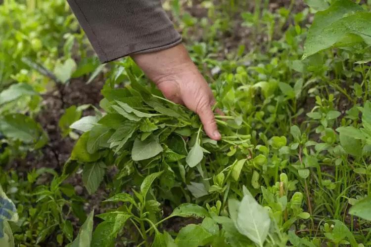 En güçlü mikrop öldürücüymüş Doğada kendiliğinden yetişiyor: Sirkeli suda bekletip tüketmek gerekiyor, içinde yok yok