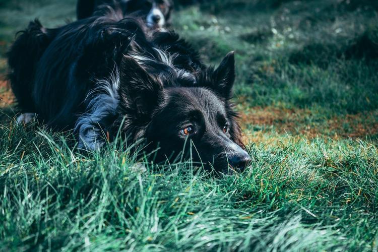SIFIR BAŞIBOŞ KÖPEK POLİTİKASI