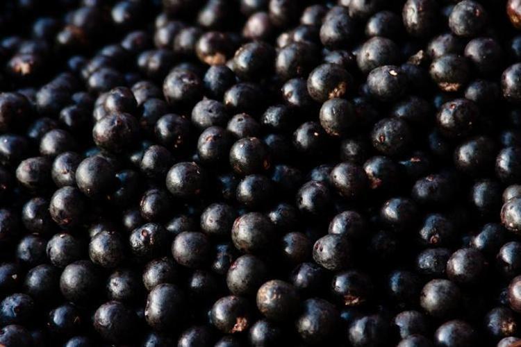 Amerikalı bilim insanlarının bile ilgisini çekti Omega 3, Omega 6, Omega 9 içeren tek meyve...