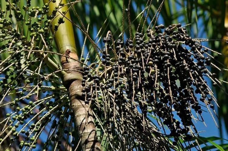 Amerikalı bilim insanlarının bile ilgisini çekti Omega 3, Omega 6, Omega 9 içeren tek meyve...