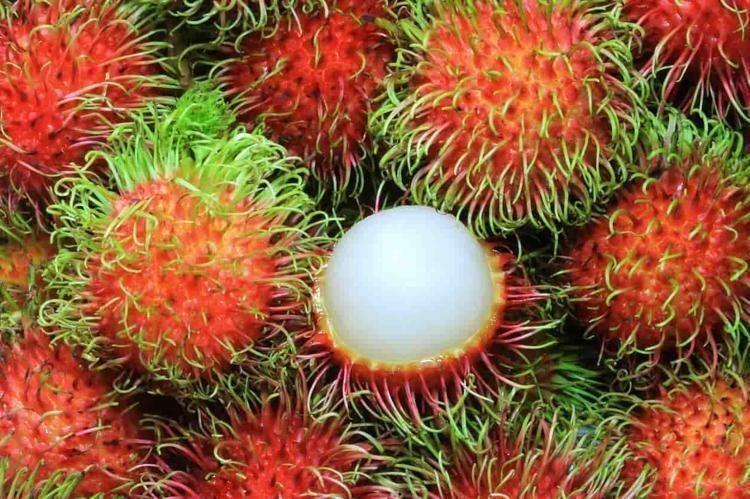 Mersinde yetişen Kral meyvesi Portakaldan 20 kat fazla C vitamini içeriyor, cildin yaşlanmasına izin vermiyor