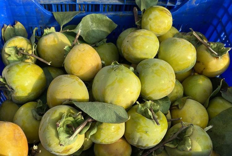 Cennet meyvesi olarak tanınıyor Müthiş bir C vitamini kaynağı ama bağırsakları tıkıyor