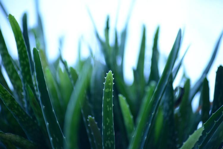 EVDE ALOE VERA BAKMAK İÇİN 7 NEDEN