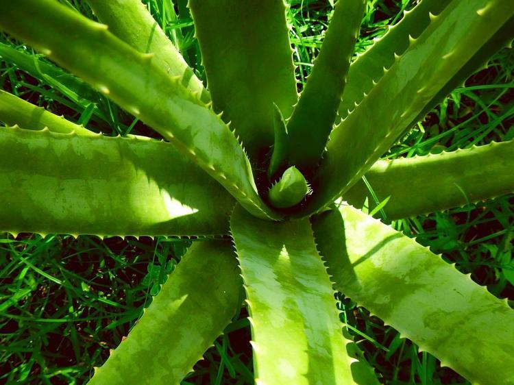 ALOE VERA BAKIMI NASIL YAPILIR