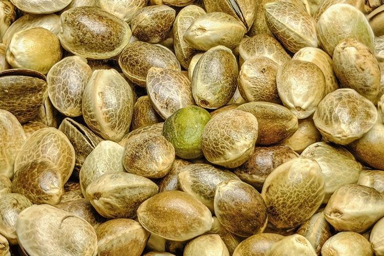 Boya değil bitkisel yağ Beyaz saçları 1 gecede özüne döndüren İbn-i Sina önerisi
