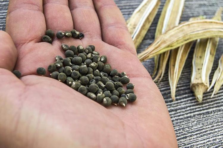 Suda bekletip içen tığ gibi oluyor: Yağları eritirken aynı zamanda şifa dağıtıyor