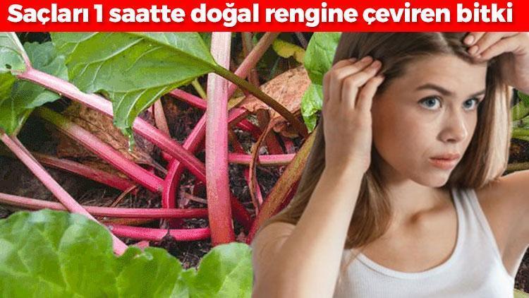 Beyaz saçlara ezber bozan çözüm Saçları 1 saatte doğal rengine çeviren bitki: Saç boyası derdini tarihe gömüyor