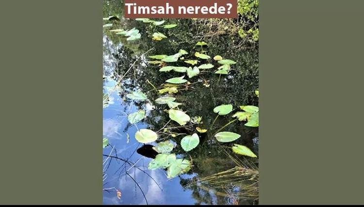Gözleriniz ne kadar keskin Göldeki timsahı 5 saniye içinde bulmayı deneyin