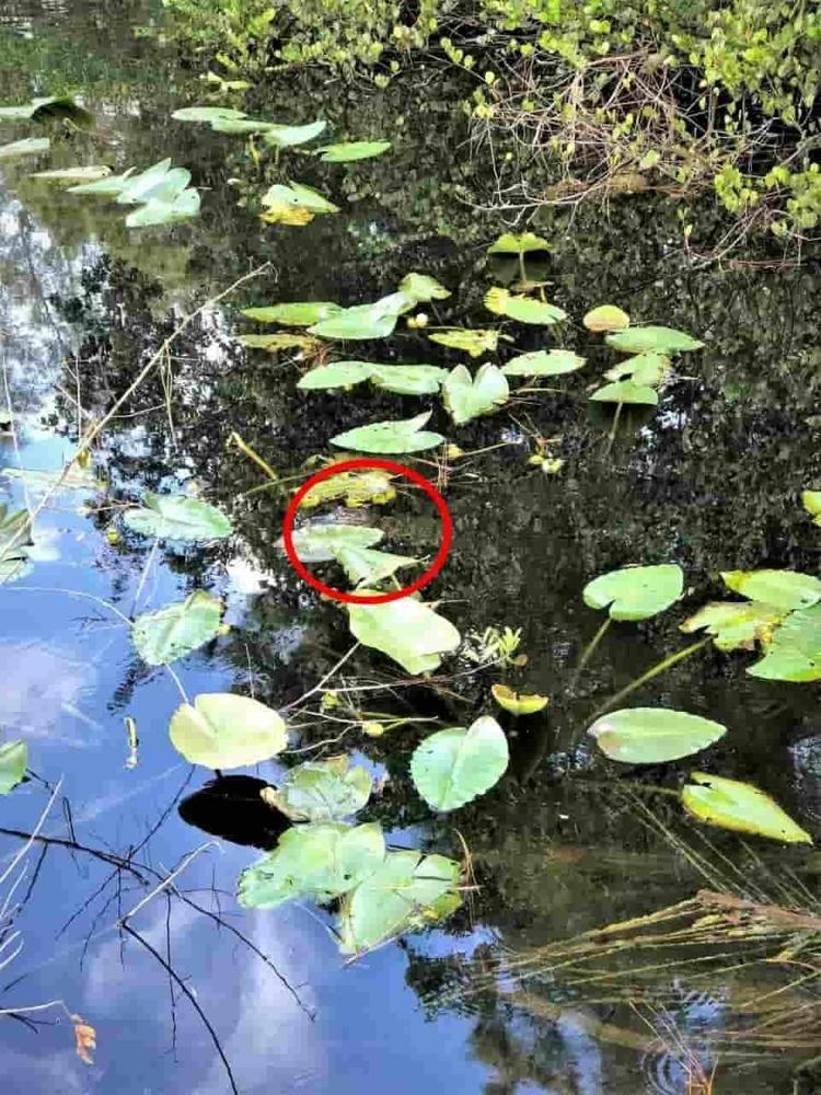 Gözleriniz ne kadar keskin Göldeki timsahı 5 saniye içinde bulmayı deneyin