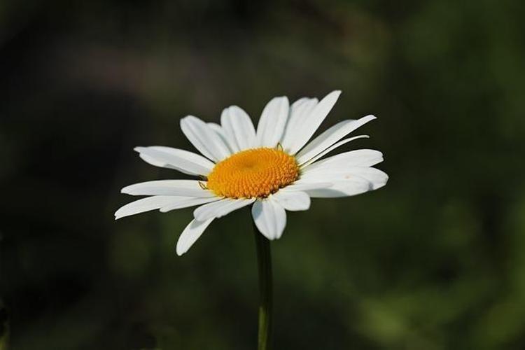 PAPATYA