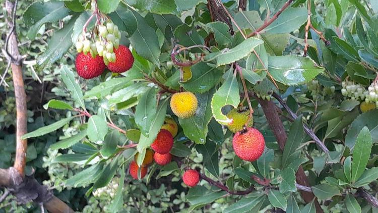 Bağırsak kurtlarını döküyor, tıkalı damarları açıyor Muğlada elle toplanıyor: Tanesi de kurusu da kapış kapış satılıyor