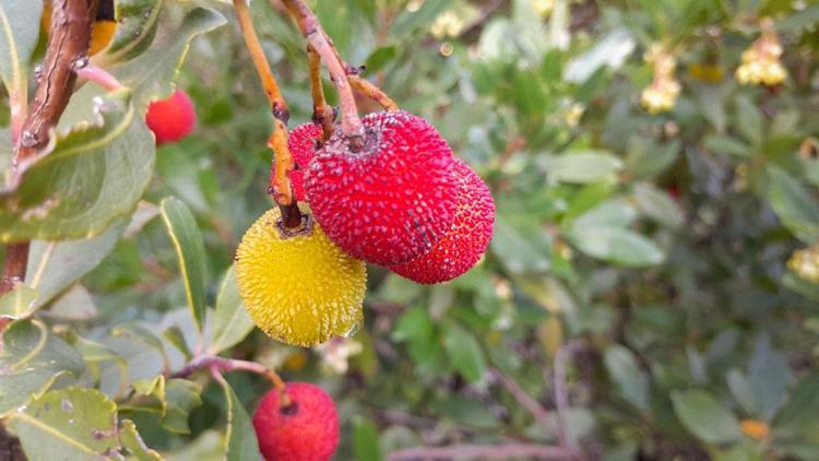 Bağırsak kurtlarını döküyor, tıkalı damarları açıyor Muğlada elle toplanıyor: Tanesi de kurusu da kapış kapış satılıyor