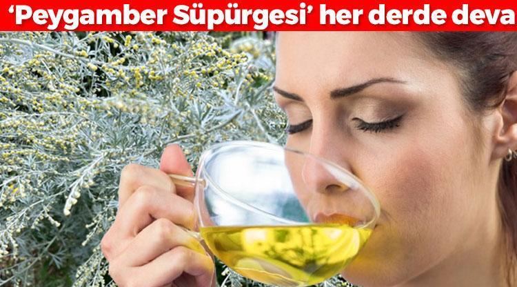 Peygamber süpürgesi olarak biliniyor Türkiyede kendiliğinden yetişiyor: Kanser hücrelerini darma duman ediyor