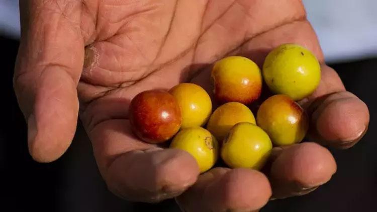 Antalya, Mersin ve Adanada yok satıyor Değerini Çinliler biliyor: Bardak bardak içen mum gibi eriyor