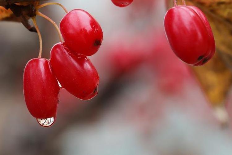 8 hafta tüketenlerde bel ve vücut yağları eriyip yok oluyor Doğada kendiliğinden yetişen en yüksek antioksidan