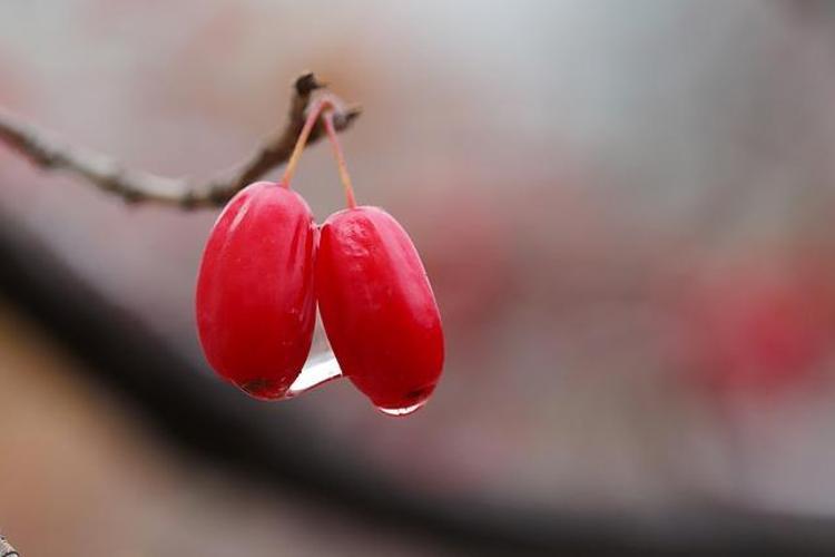 “KIZILCIK MEYVESİ, İÇERİĞİNDEKİ BİLEŞİKLER BAKIMINDAN OLDUKÇA ZENGİN BİR ANTİOKSİDAN”