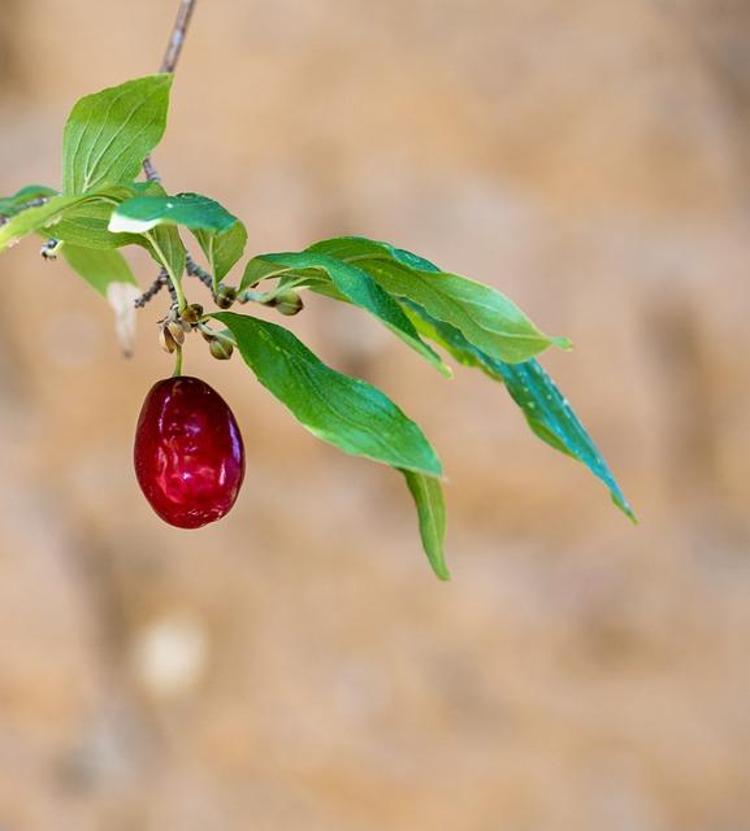 8 hafta tüketenlerde bel ve vücut yağları eriyip yok oluyor Doğada kendiliğinden yetişen en yüksek antioksidan
