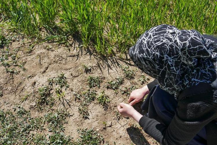 Yol kenarlarından şifa fışkırıyor Kilosu 80 lira: Demir, magnezyum ve kalsiyum depolarını fullüyor, kabızlığı bitiriyor