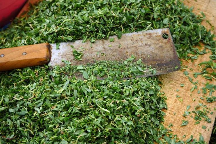 SİNDİRİM SİSTEMİNİ DESTEKLİYOR