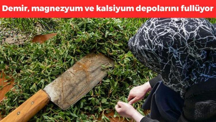 Yol kenarlarından şifa fışkırıyor Kilosu 80 lira: Demir, magnezyum ve kalsiyum depolarını fullüyor, kabızlığı bitiriyor