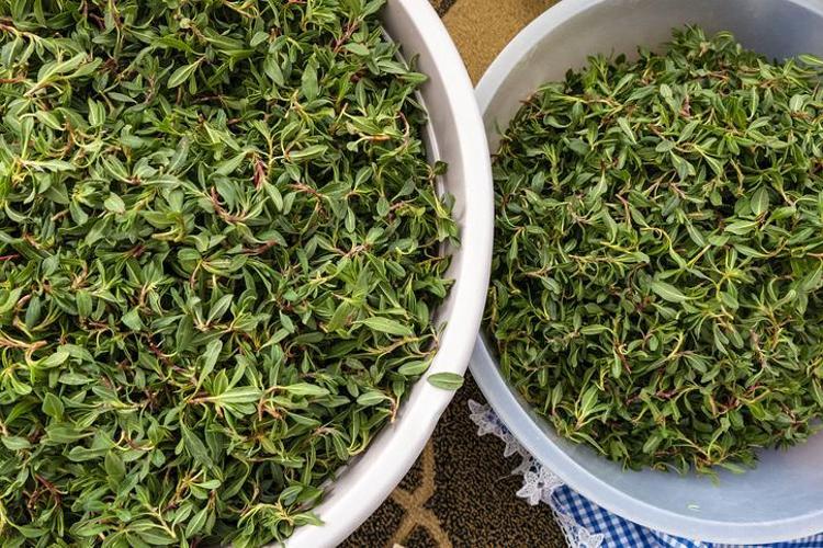 Yol kenarlarından şifa fışkırıyor Kilosu 80 lira: Demir, magnezyum ve kalsiyum depolarını fullüyor, kabızlığı bitiriyor