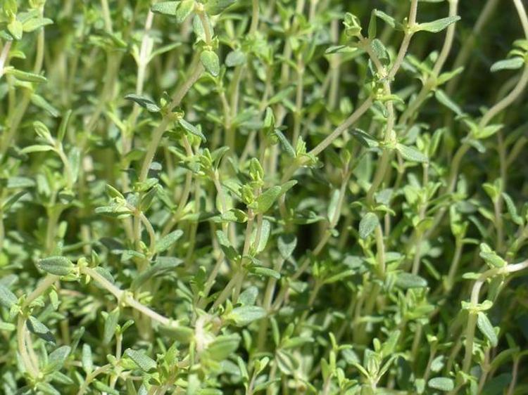 Ayağın altına sürünce doğal antibiyotik etkisi veriyor Mantarı, kokuyu ve çatlakları anında söküp atıyor