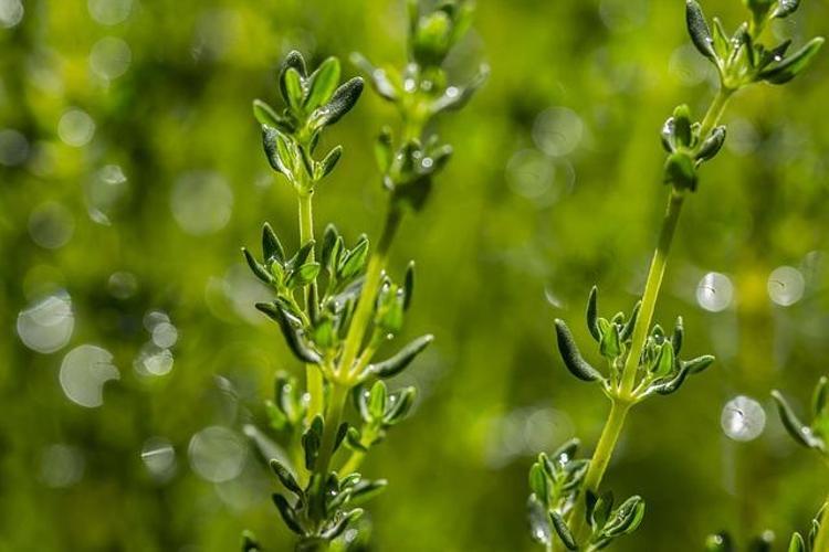 Ayağın altına sürünce doğal antibiyotik etkisi veriyor Mantarı, kokuyu ve çatlakları anında söküp atıyor
