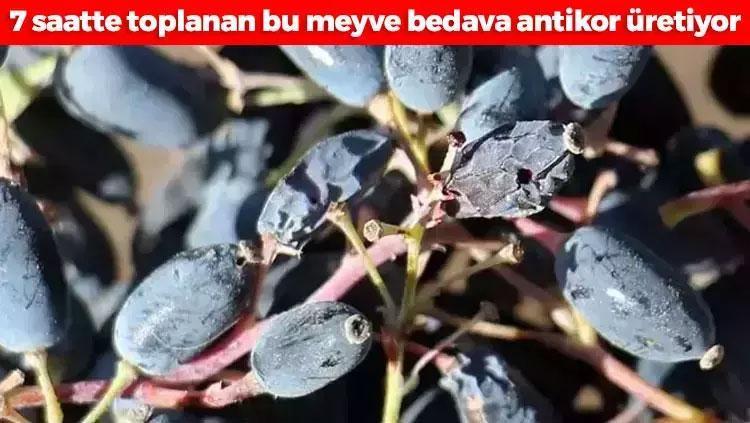 Doğada kendiliğinden yetişiyor Değerini Ruslar biliyor, 7 saatte toplanıyor: Bedava antikor üreten meyve