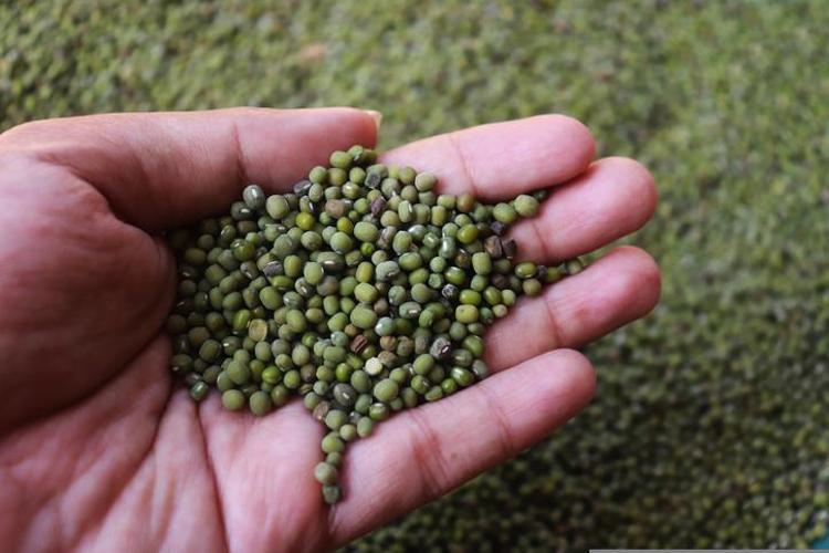 Etten daha fazla protein içeriyor Bağırsakları motor gibi çalıştırıyor, karaciğeri besliyor