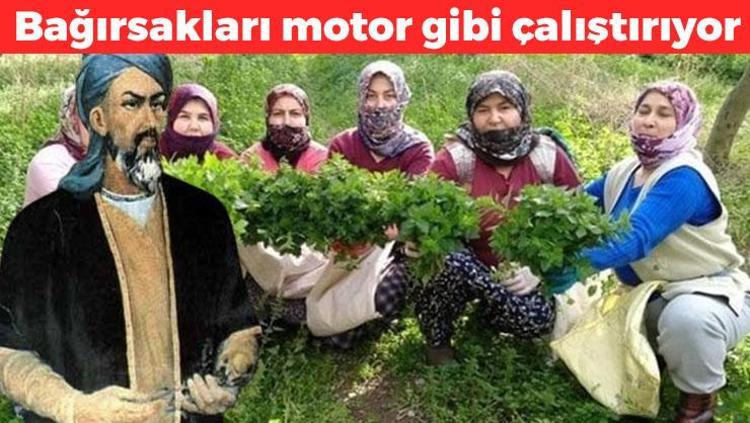 Türkiyede kendiliğinden yetişiyor, İbn-i Sinanın da favorisi Bağırsakları motor gibi çalıştırıyor, A, E ve C vitamini deposu