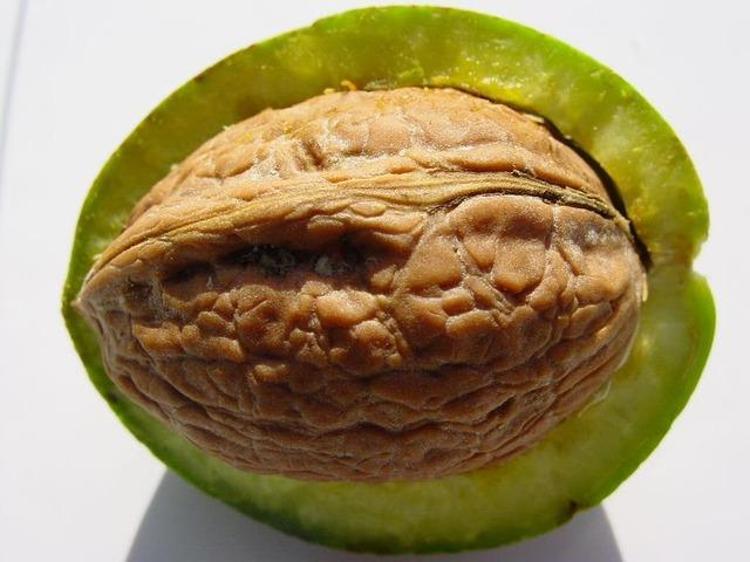 İngiltereden Amerikaya Şifası ülke ülke geziyor: Antioksidan, vitamin, omega-3 ne ararsan onda
