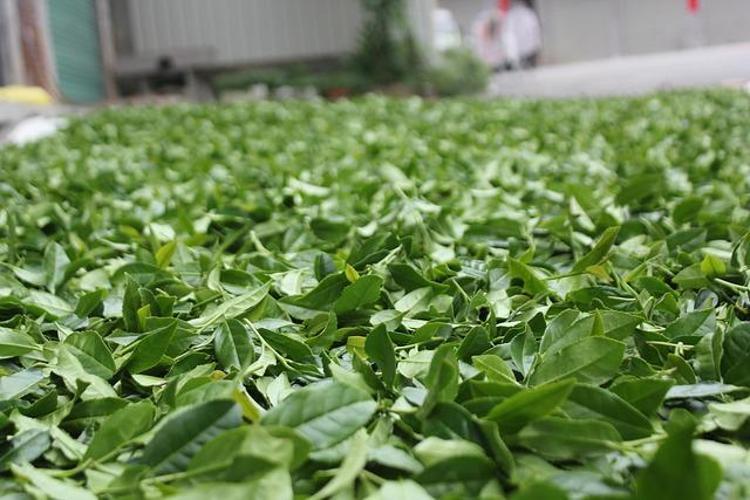 OOLONG ÇAYI NASIL DEMLENİR