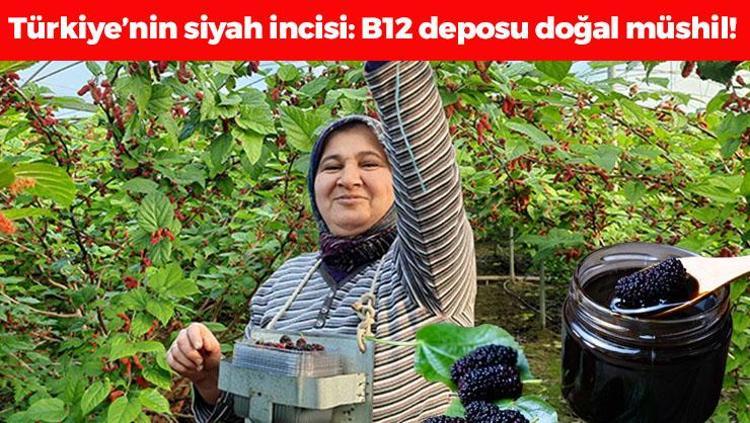 Türkiyenin siyah incisi: Kilosu 300 TLden satılıyor B12 zengini, doğal müshil olarak biliniyor