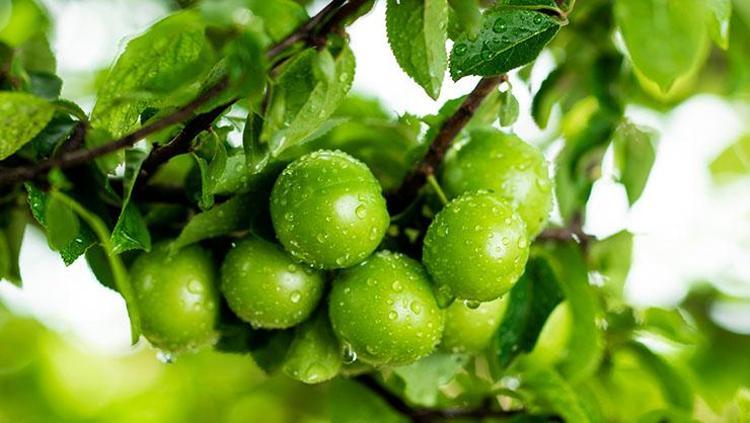 Doğal şeker ilacı: 100 gramı 700 liradan satılıyor  1 tanesi bile kan şekerini anında dengeleyip vücuda C vitamini yüklüyor