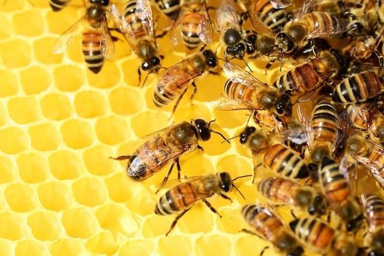 Pekmez ve balı böyle tüketenler dikkat: O şekilde yendiklerinde beyaz şekerden daha kanserojen oluyor