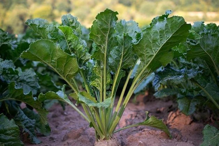TURP YAPRAĞI NASIL TÜKETİLMELİ