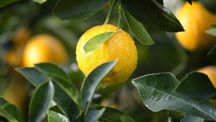 LİMON