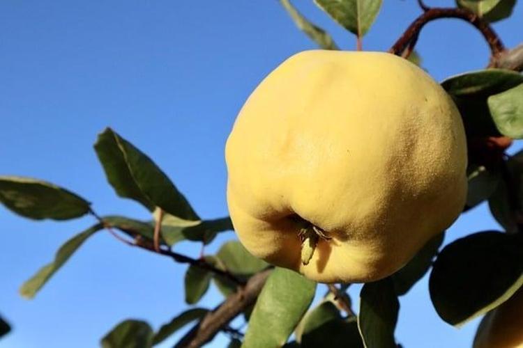 Koreliler bu meyvenin çekirdeklerini asla çöpe atmıyor Cildin cam gibi yapıyor, kolajen üretimini 2 kat artırıyor