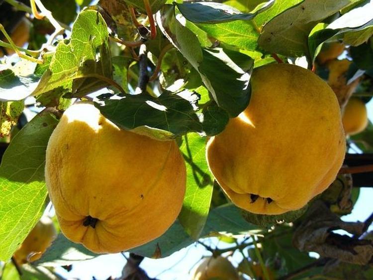 Koreliler bu meyvenin çekirdeklerini asla çöpe atmıyor Cildin cam gibi yapıyor, kolajen üretimini 2 kat artırıyor