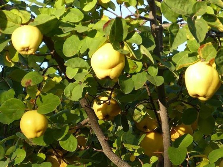 Koreliler bu meyvenin çekirdeklerini asla çöpe atmıyor Cildin cam gibi yapıyor, kolajen üretimini 2 kat artırıyor