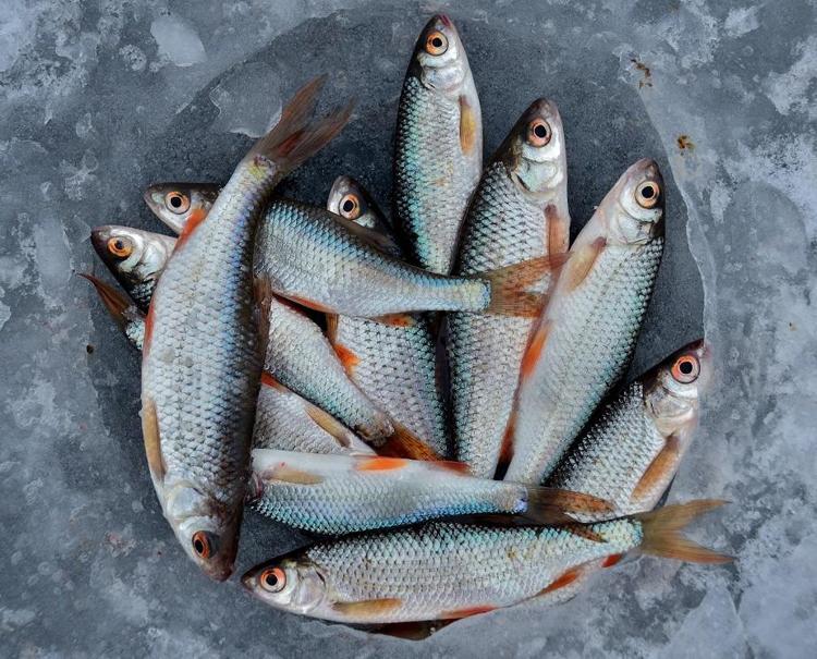 Damarlardaki yağı çamaşır suyuyla temizlenmiş gibi söküp atıyor Bir kaşığı bile Omega-3 deposu, resmen balıkla yarışıyor