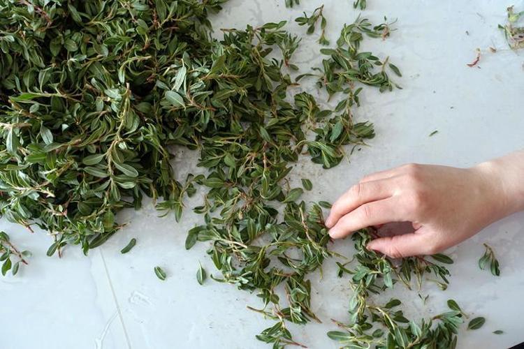 Türkiyede yetişiyor ama yüzüne bakan yok Yoğurtla karıştırarak yiyin: Böbrekleri temizleyip, organları yeniden doğmuş gibi yapıyor