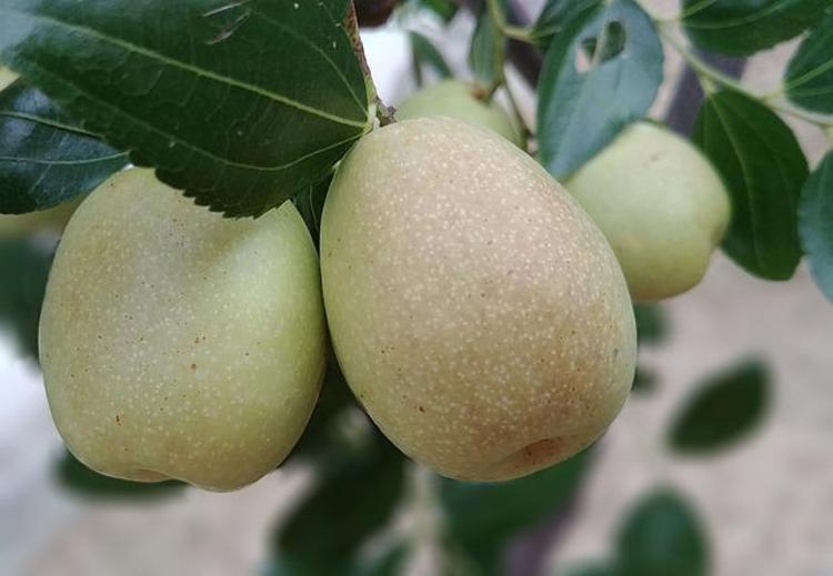 1 tanesi günlük C vitamini ihtiyacını karşılıyor Kilosu 80 TL: Sindirimin dostu, kolesterolü söküp atıyor