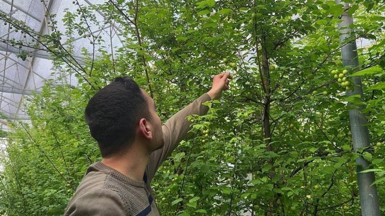 Arap şeyhlerinin gözdesi Kilosu çeyrek altınla yarışıyor