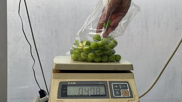 Arap şeyhlerinin gözdesi Kilosu çeyrek altınla yarışıyor
