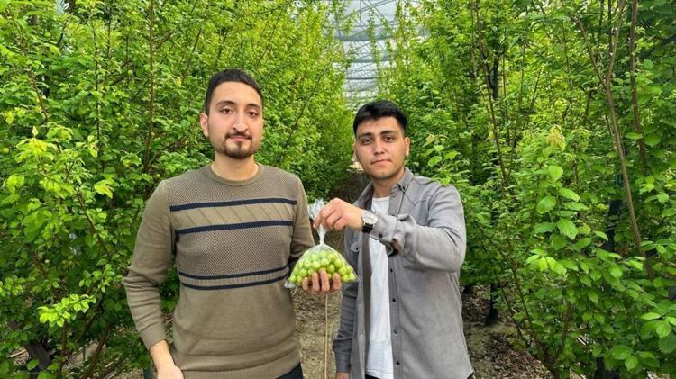 Arap şeyhlerinin gözdesi Kilosu çeyrek altınla yarışıyor